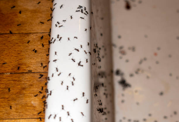Best Affordable Pest Control Services  in Rockwood, TN