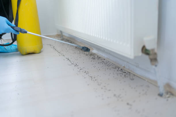 Reliable Rockwood, TN Pest Control Solutions